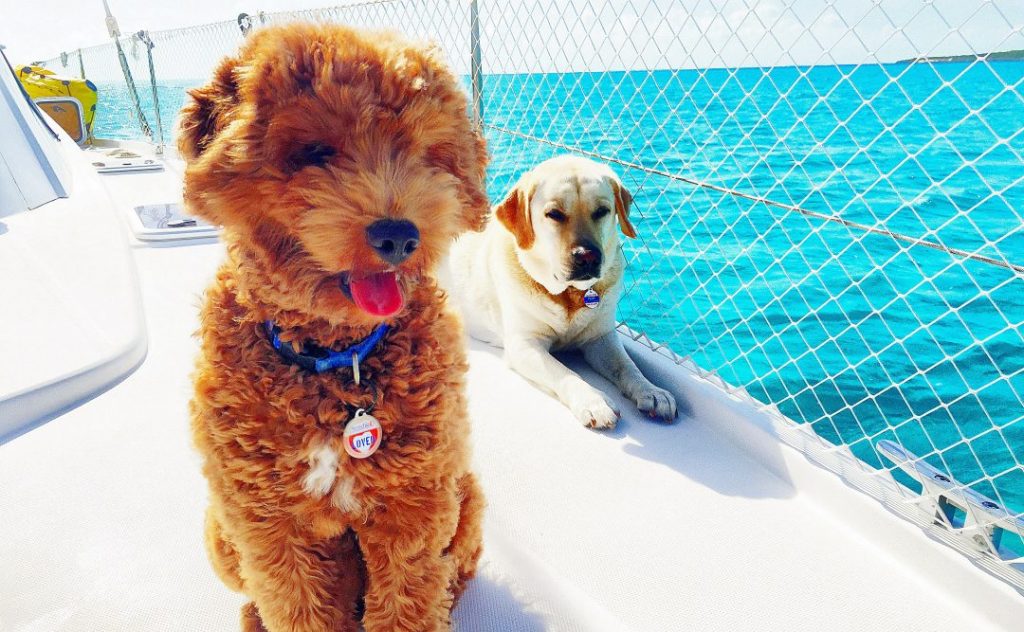 Train Your Dog to "Go" on the Boat