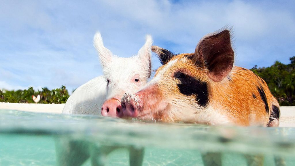 big major cay bahama exuma pigs