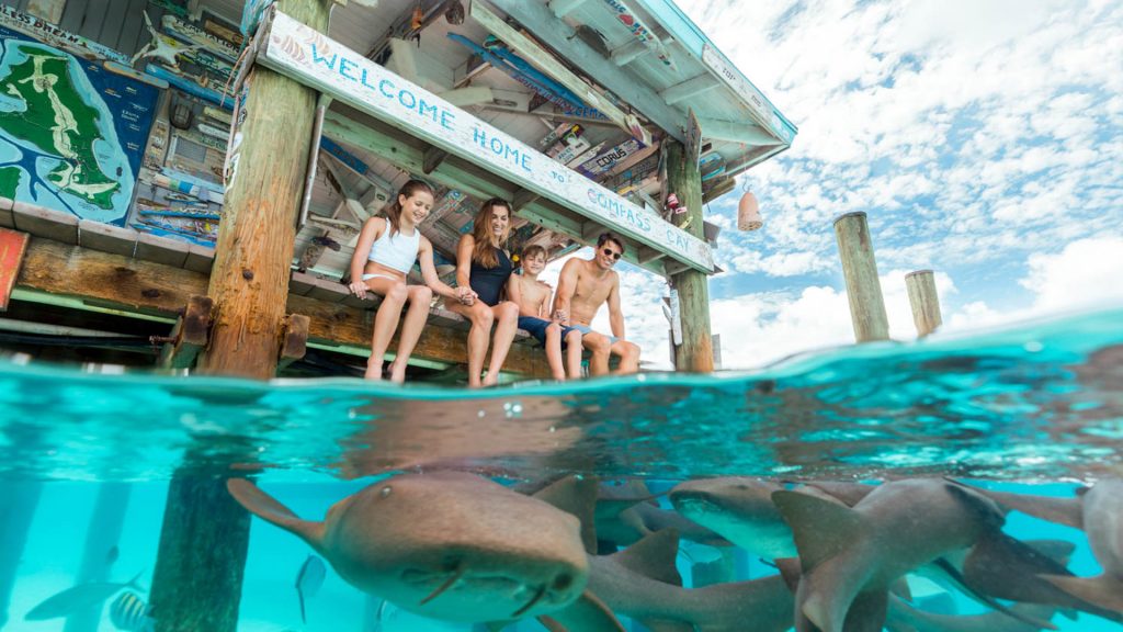 compass cay sharks bahamas