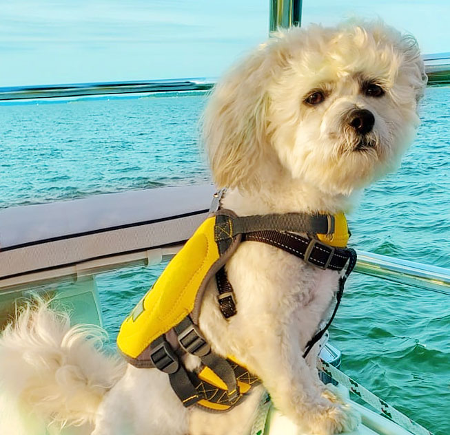 good dog yacht charters