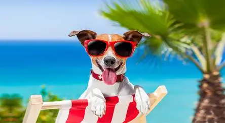PAWS AHOY